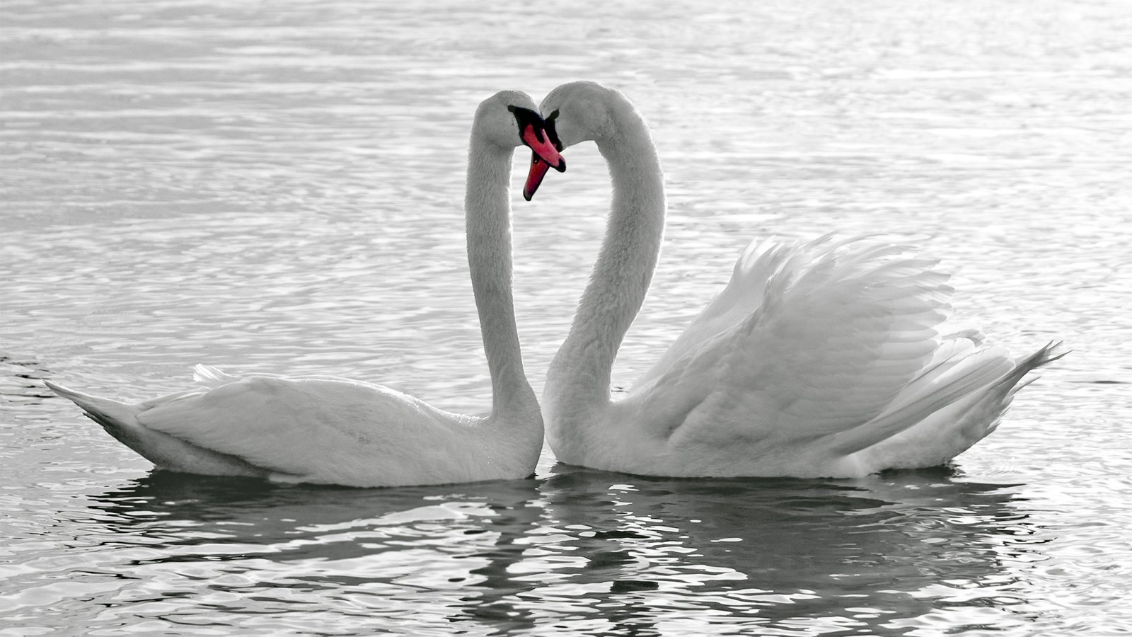 Обои озеро, птицы, любовь, лебеди, верность, lake, birds, love, swans, loyalty разрешение 2560x1600 Загрузить