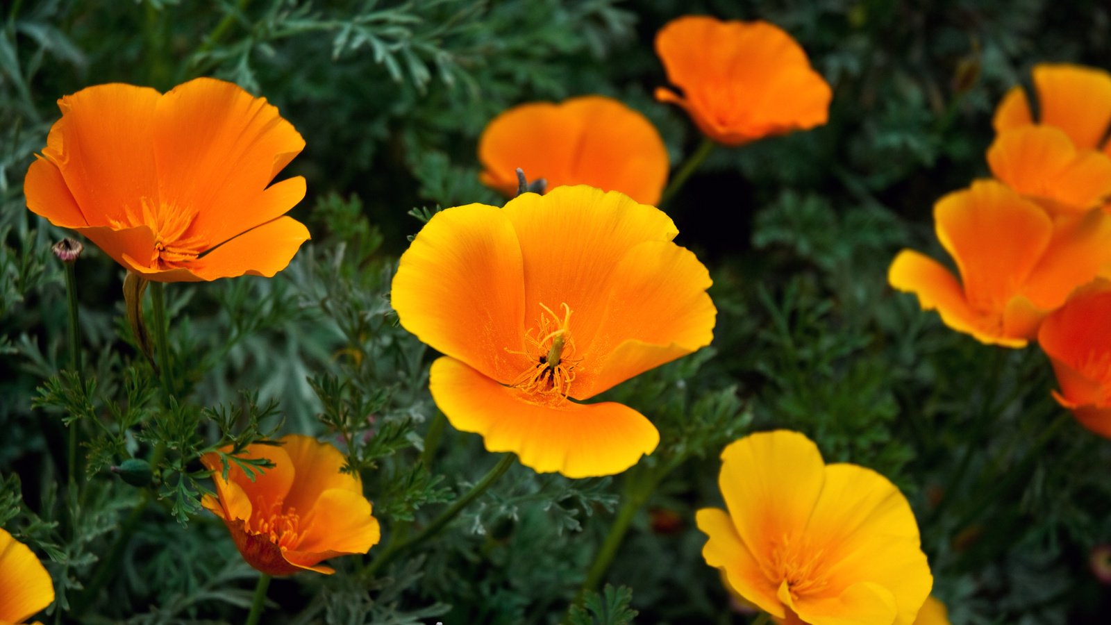 Обои цветы, эшшольция, калифорнийский мак, flowers, escholzia, california poppy разрешение 1920x1080 Загрузить