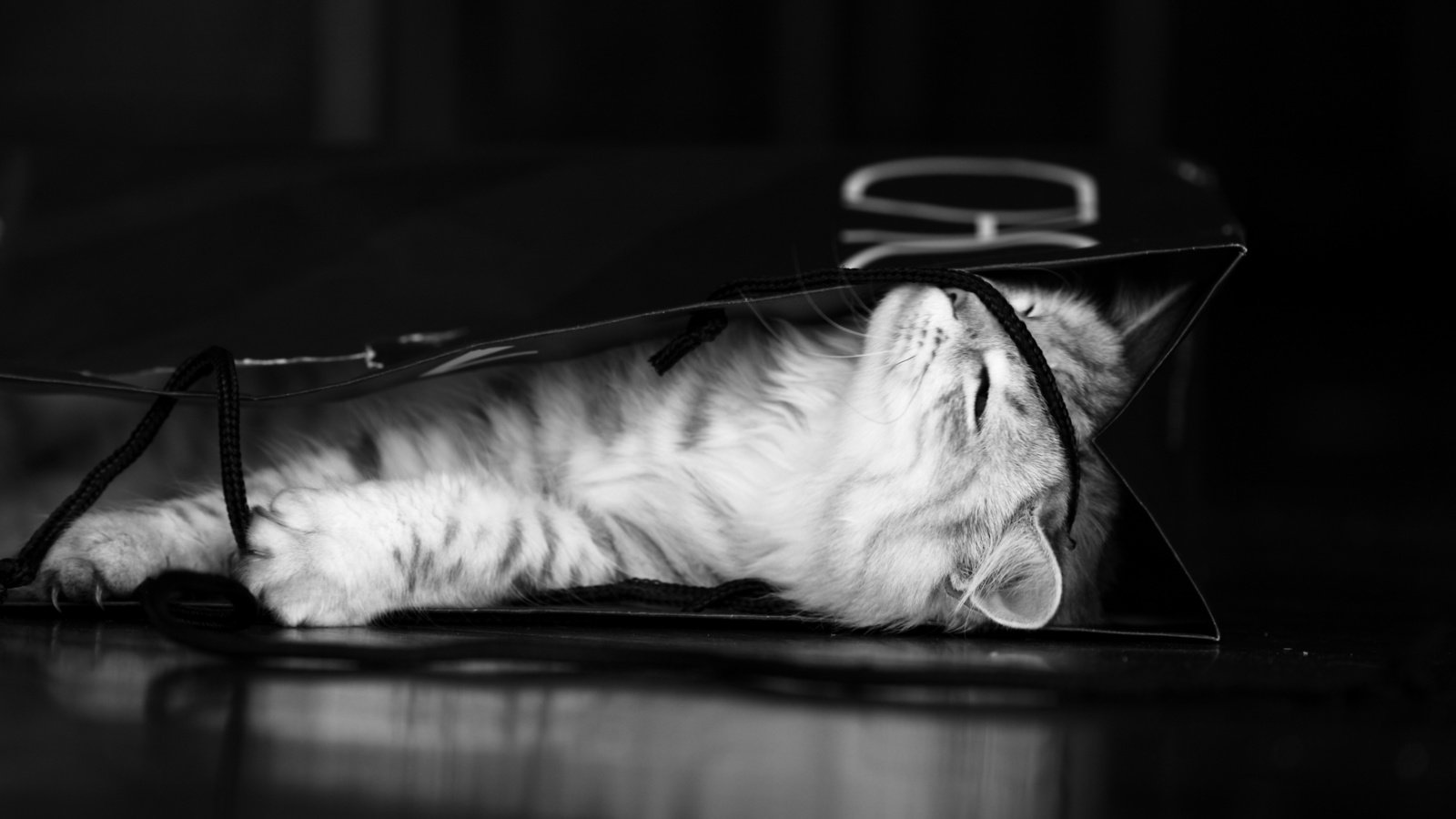 Обои чёрно-белое, котенок, серый, пакет, black and white, kitty, grey, package разрешение 2560x1600 Загрузить