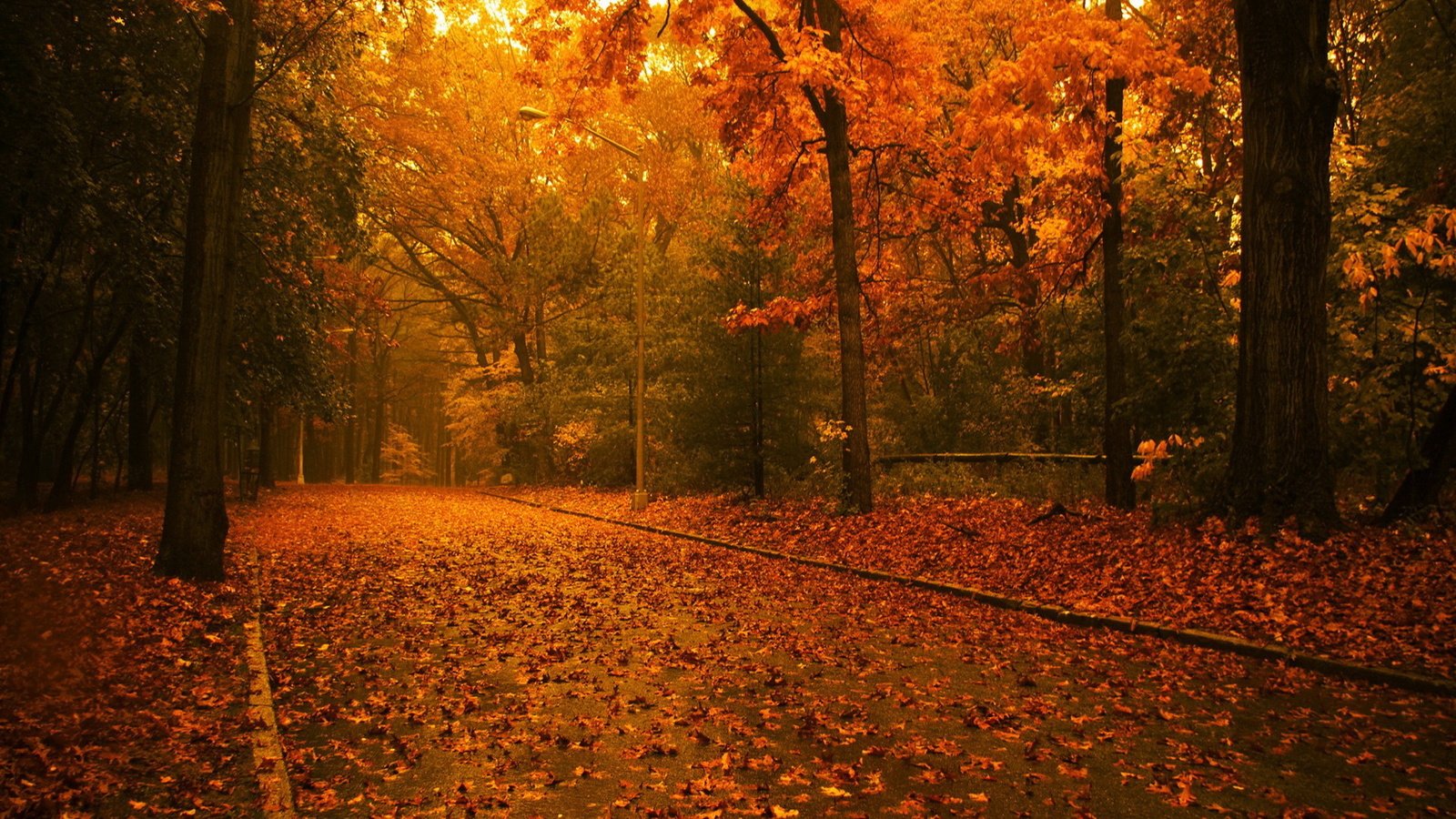 Обои дорога, деревья, лес, листья, осень, road, trees, forest, leaves, autumn разрешение 1920x1080 Загрузить