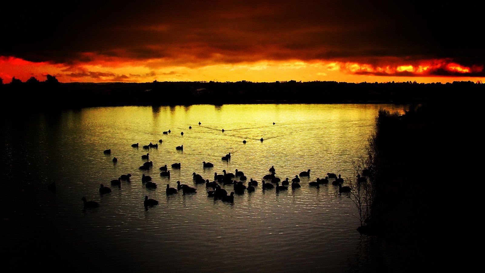 Обои небо, вечер, озеро, закат, птицы, утки, the sky, the evening, lake, sunset, birds, duck разрешение 1920x1440 Загрузить