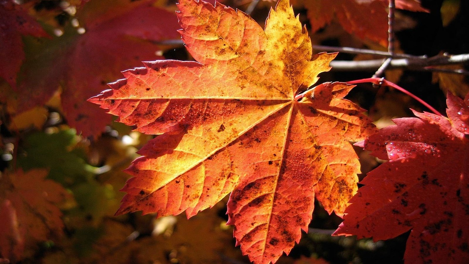 Обои осень, лист, клен, кленовый лист, осенние листья, autumn, sheet, maple, maple leaf, autumn leaves разрешение 1920x1080 Загрузить