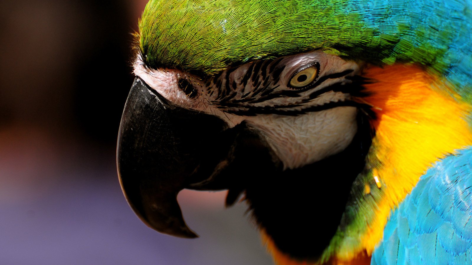 Обои птица, попугай, bird, parrot разрешение 2560x1920 Загрузить