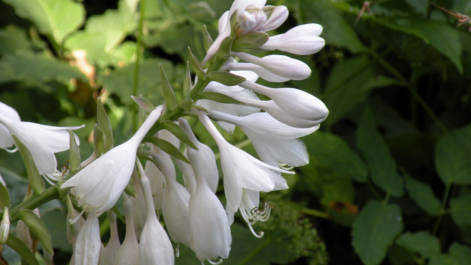 Обои цветы, белые, колокольчики, бутончики, flowers, white, bells, buds разрешение 1920x1200 Загрузить