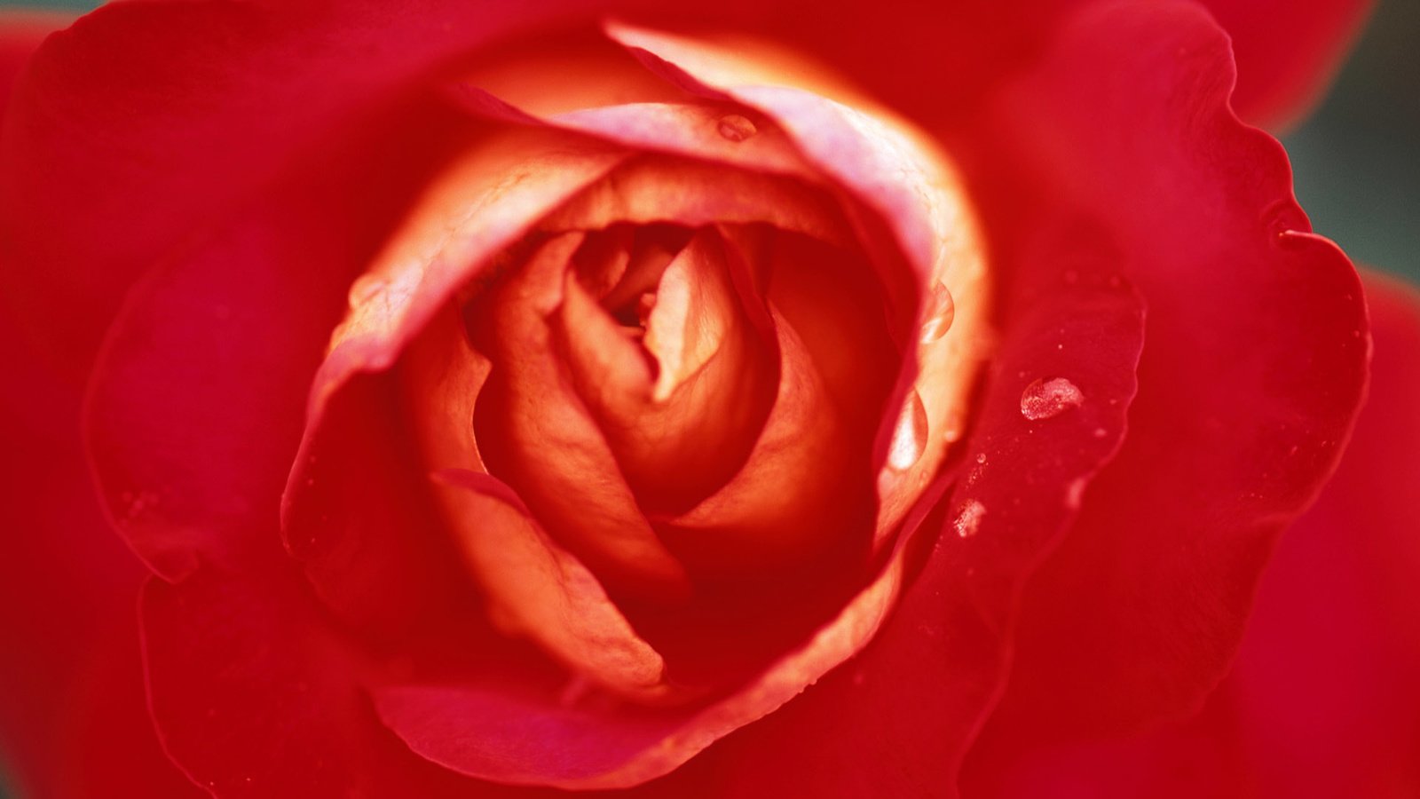 Обои роза, бутон, rose, bud разрешение 1920x1200 Загрузить