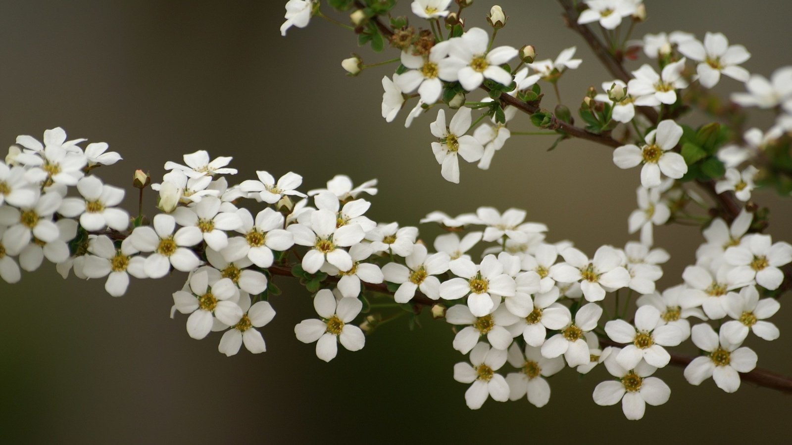 Обои цветы, ветка, flowers, branch разрешение 1920x1200 Загрузить