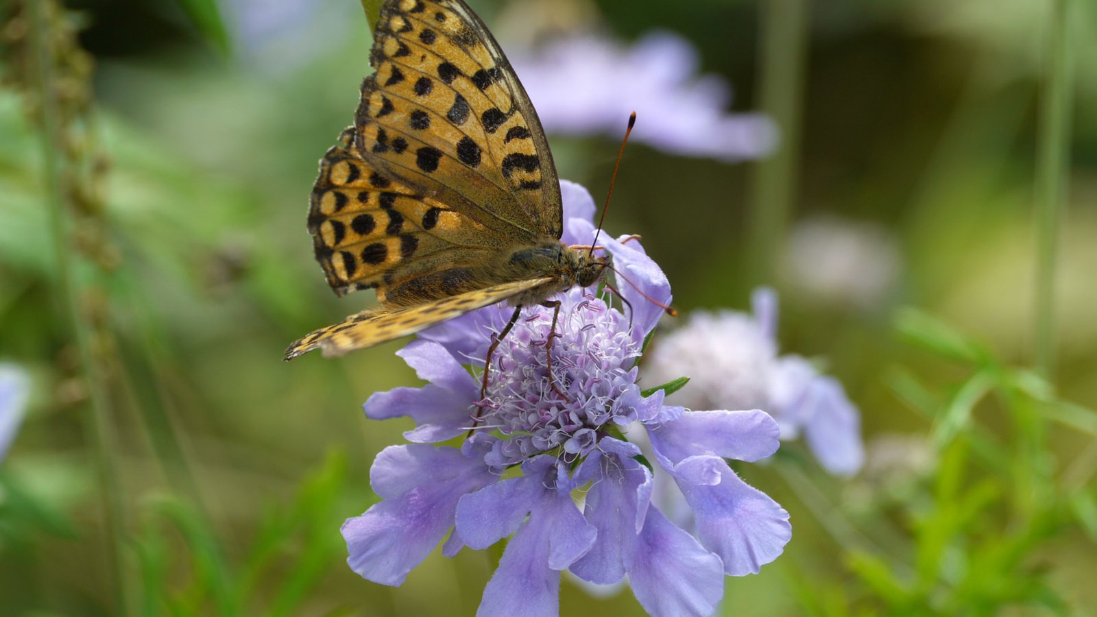 Обои насекомое, цветок, лепестки, бабочка, крылья, шашечница, insect, flower, petals, butterfly, wings, the metalmark разрешение 1920x1200 Загрузить