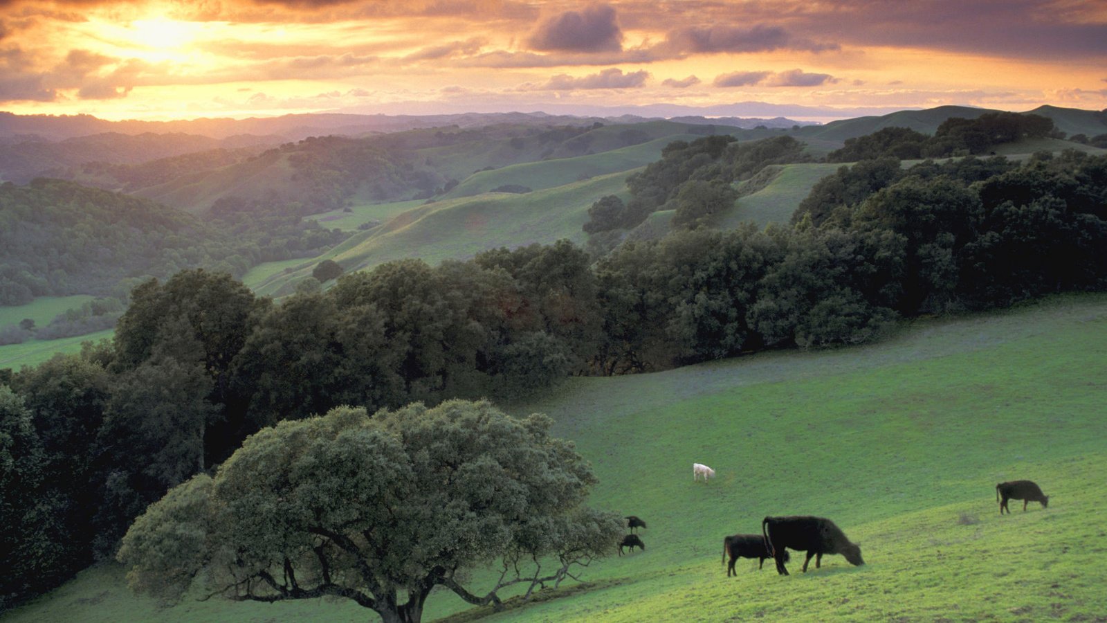 Обои деревья, горы, дерево, луг, коровы, trees, mountains, tree, meadow, cows разрешение 2000x1333 Загрузить