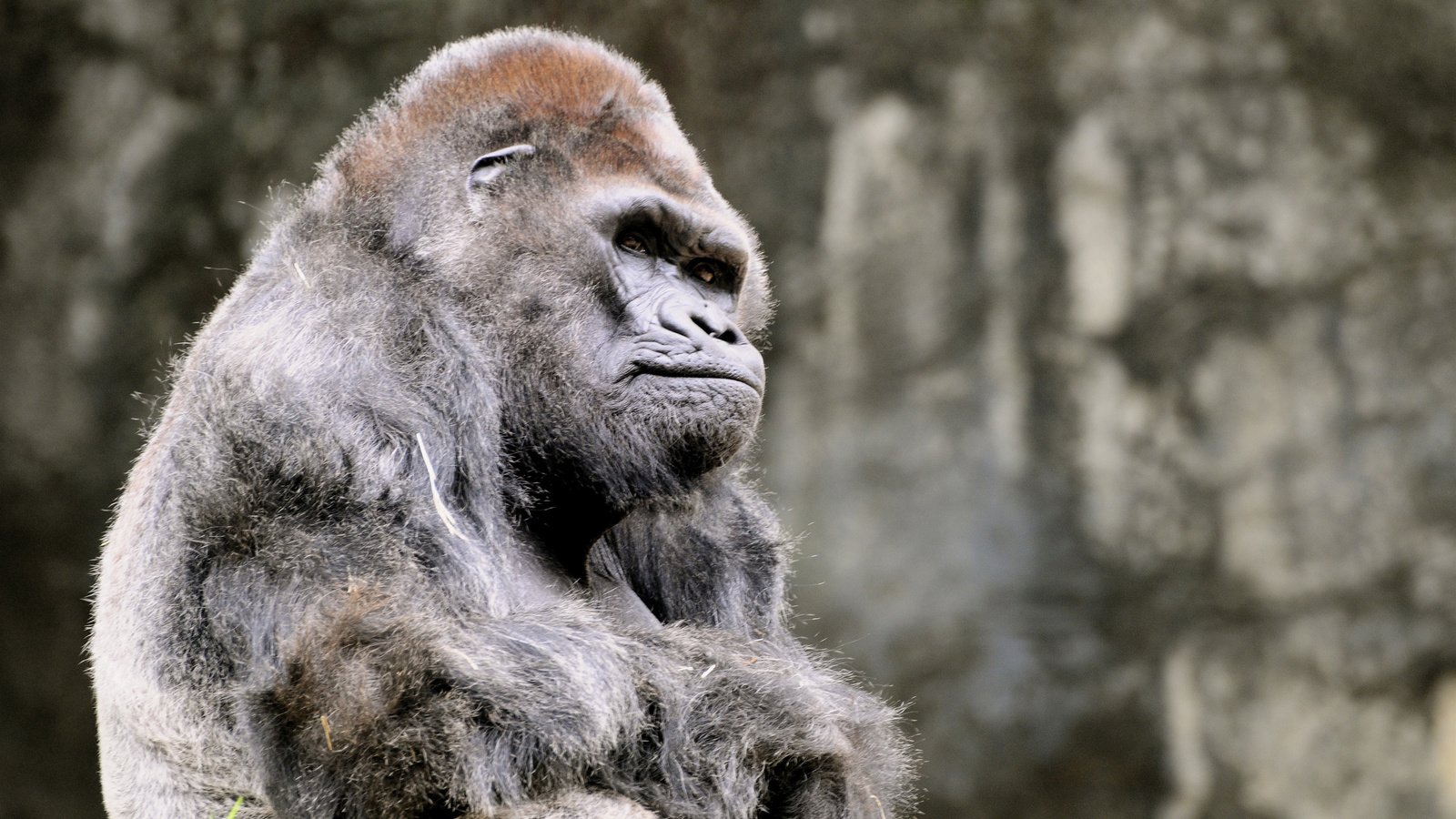Обои обезьяна, горилла, примат, monkey, gorilla, the primacy of разрешение 2560x1600 Загрузить
