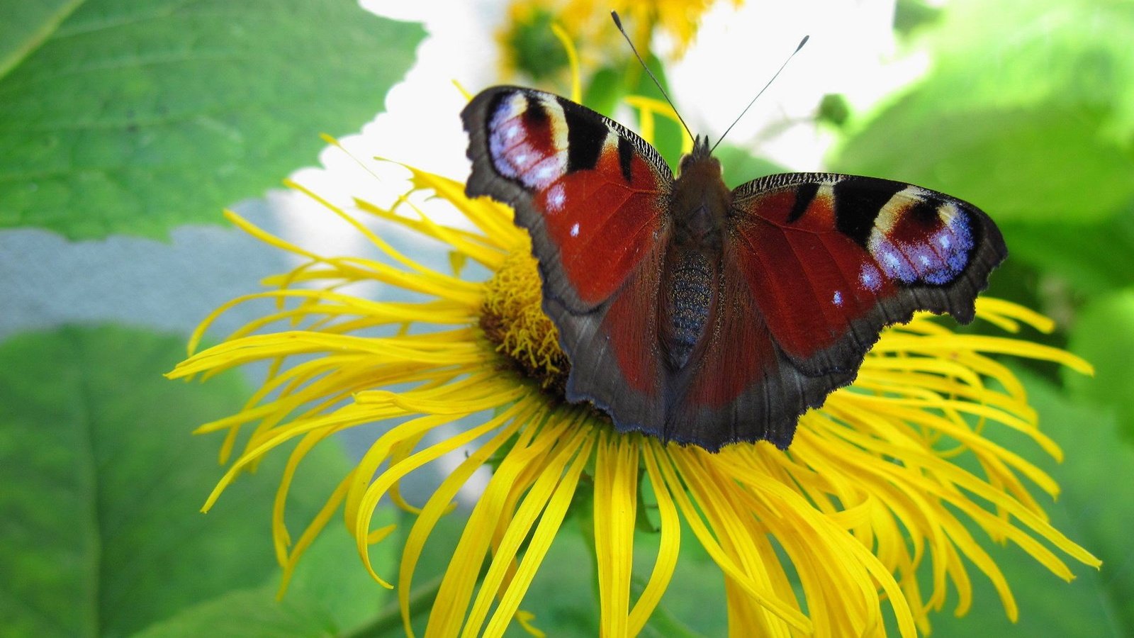 Обои цветок, бабочка, растение, павлиний глаз, девясил, flower, butterfly, plant, peacock, nard разрешение 1920x1200 Загрузить