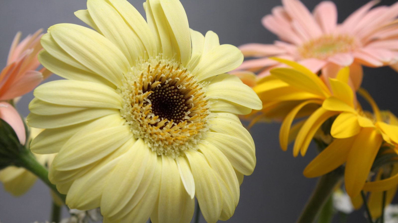 Обои цветы, макро, лепестки, гербера, flowers, macro, petals, gerbera разрешение 1920x1200 Загрузить