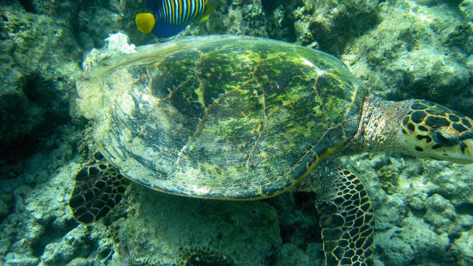 Обои черепаха, подводный мир, морская черепаха, turtle, underwater world, sea turtle разрешение 2272x1704 Загрузить