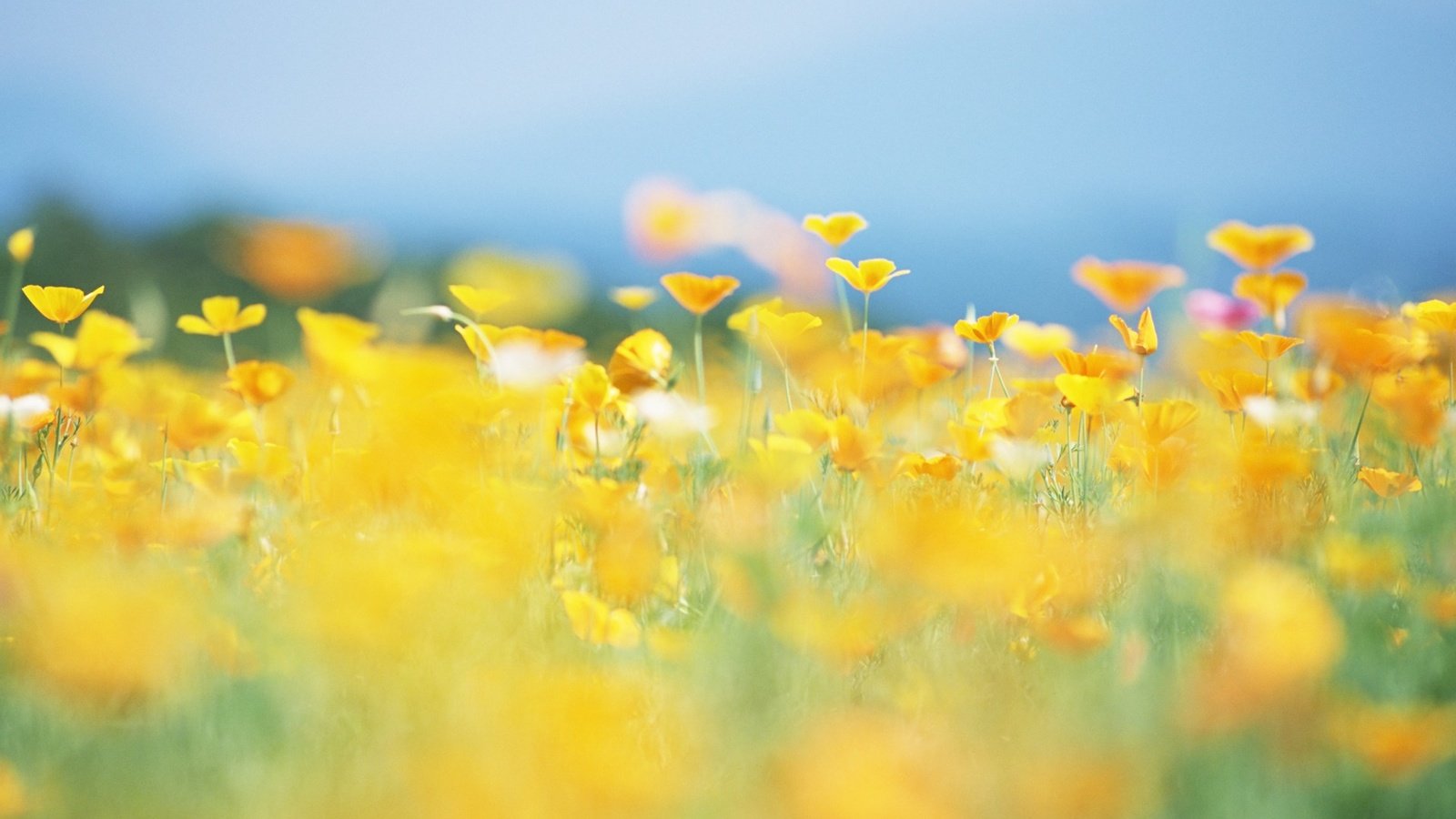Обои цветы, солнце, природа, лето, размытость, луг, желтые, flowers, the sun, nature, summer, blur, meadow, yellow разрешение 1920x1200 Загрузить