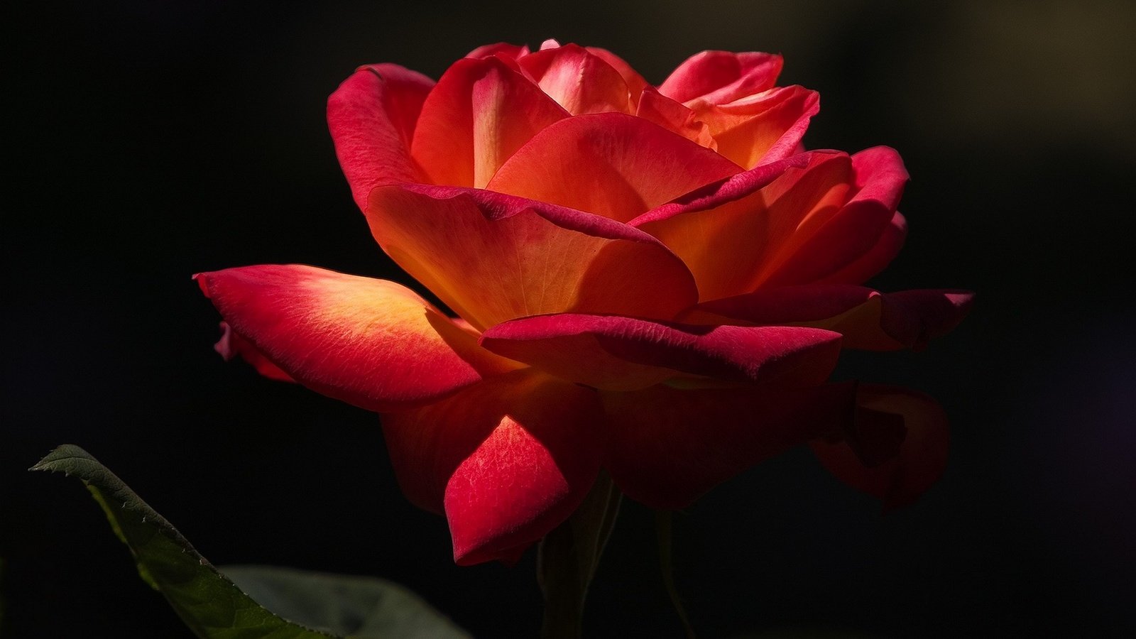 Обои макро, цветок, роза, лепестки, черный фон, macro, flower, rose, petals, black background разрешение 1920x1080 Загрузить