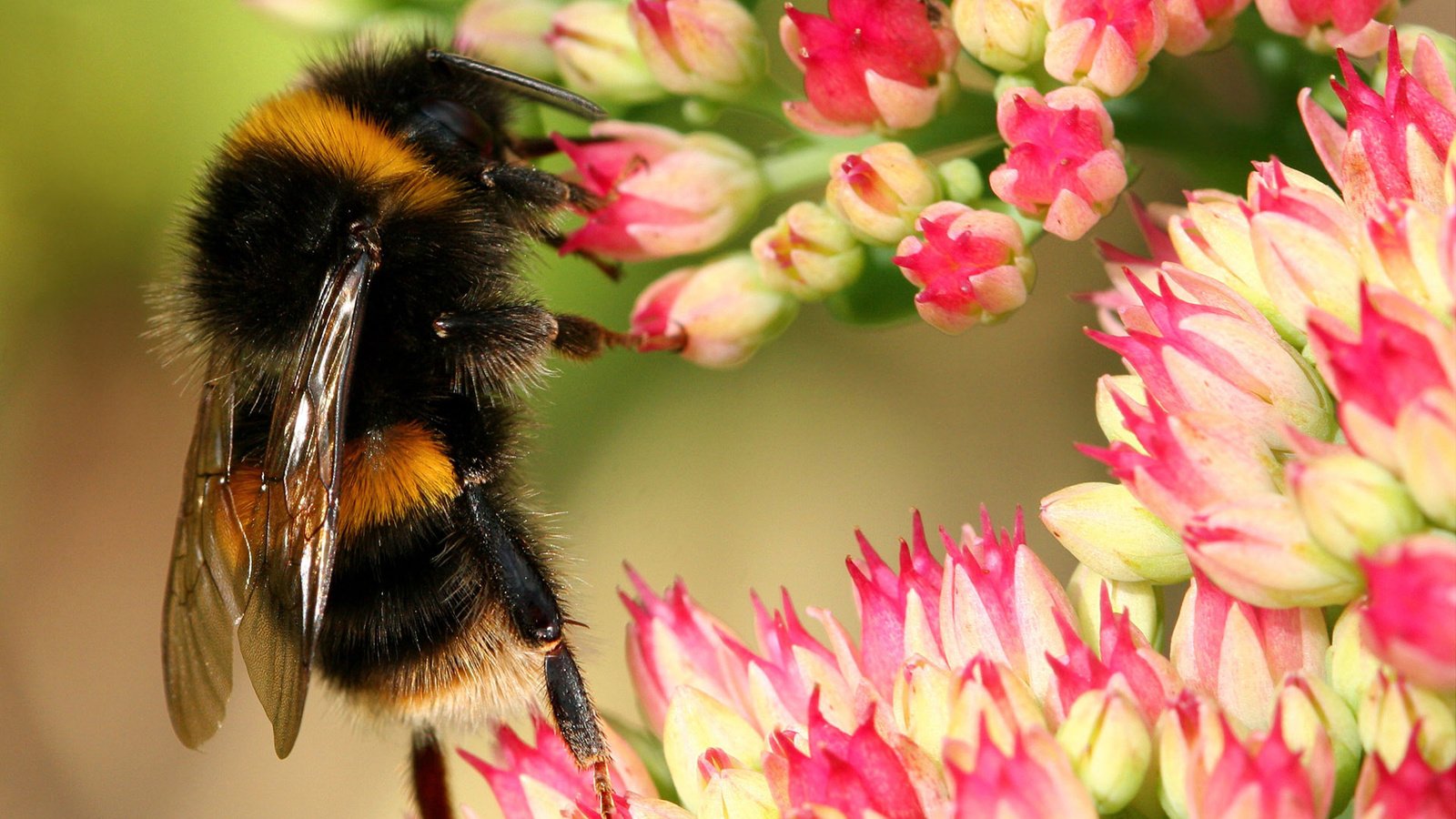 Обои цветы, макро, насекомые, пчела, шмель, flowers, macro, insects, bee, bumblebee разрешение 1920x1200 Загрузить