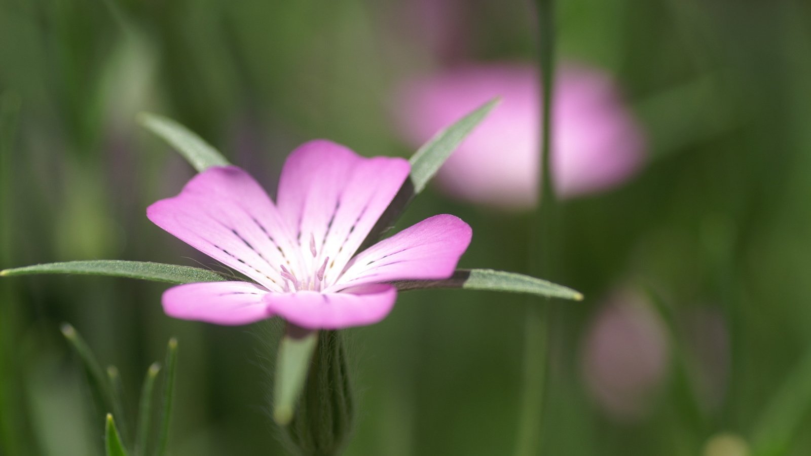 Обои обои, цветок, лепестки, листок, размытость, куколь, wallpaper, flower, petals, leaf, blur, cockle разрешение 1920x1200 Загрузить