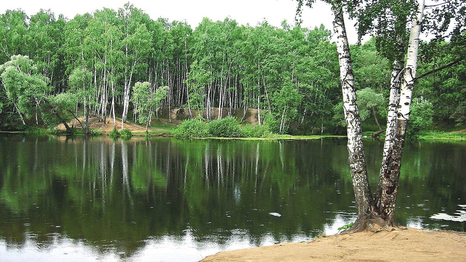 Обои озеро, лес, березы, lake, forest, birch разрешение 1920x1080 Загрузить