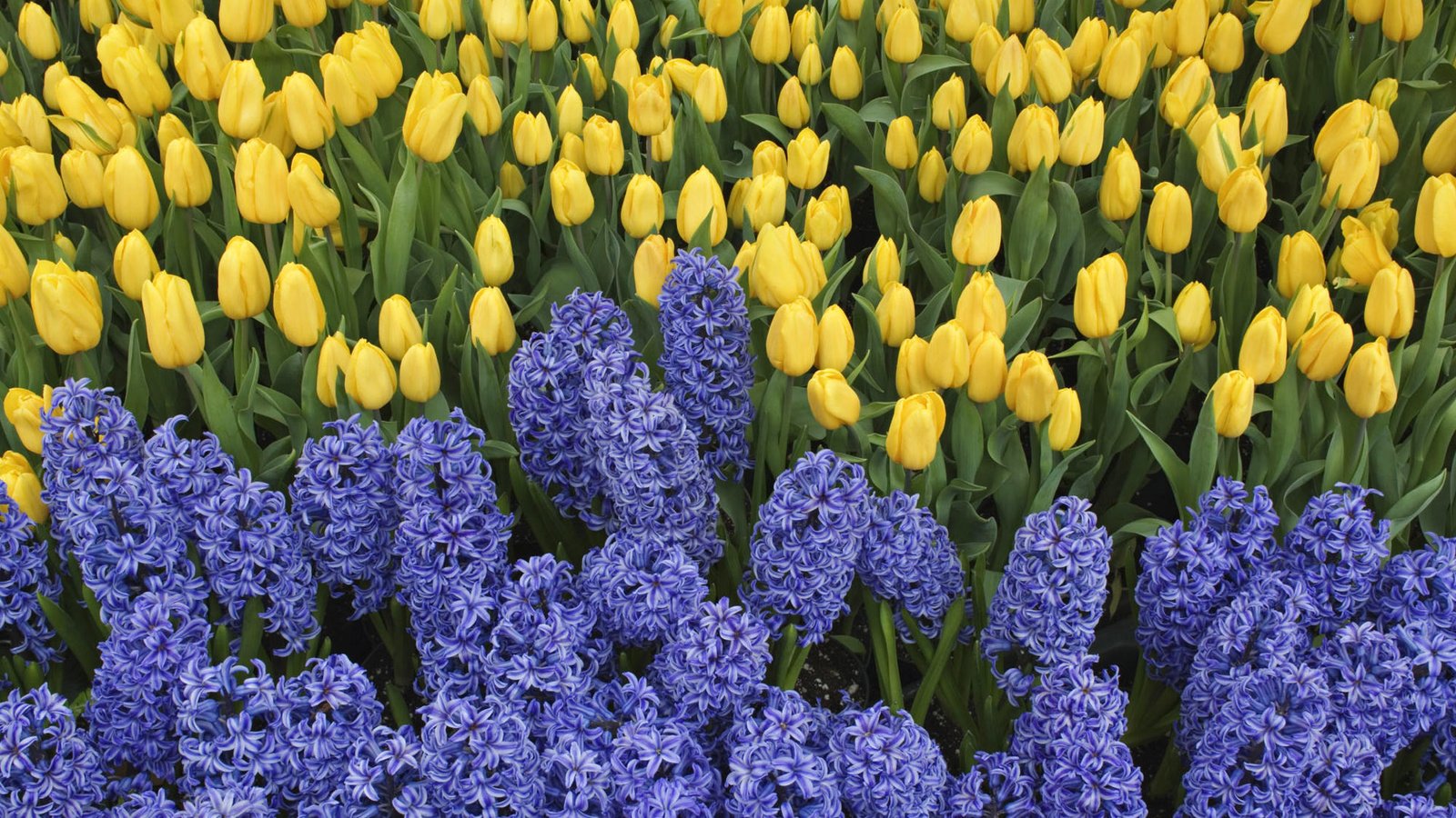 Обои цветы, зелень, весна, тюльпаны, клумба, гиацинты, flowers, greens, spring, tulips, flowerbed, hyacinths разрешение 1920x1200 Загрузить