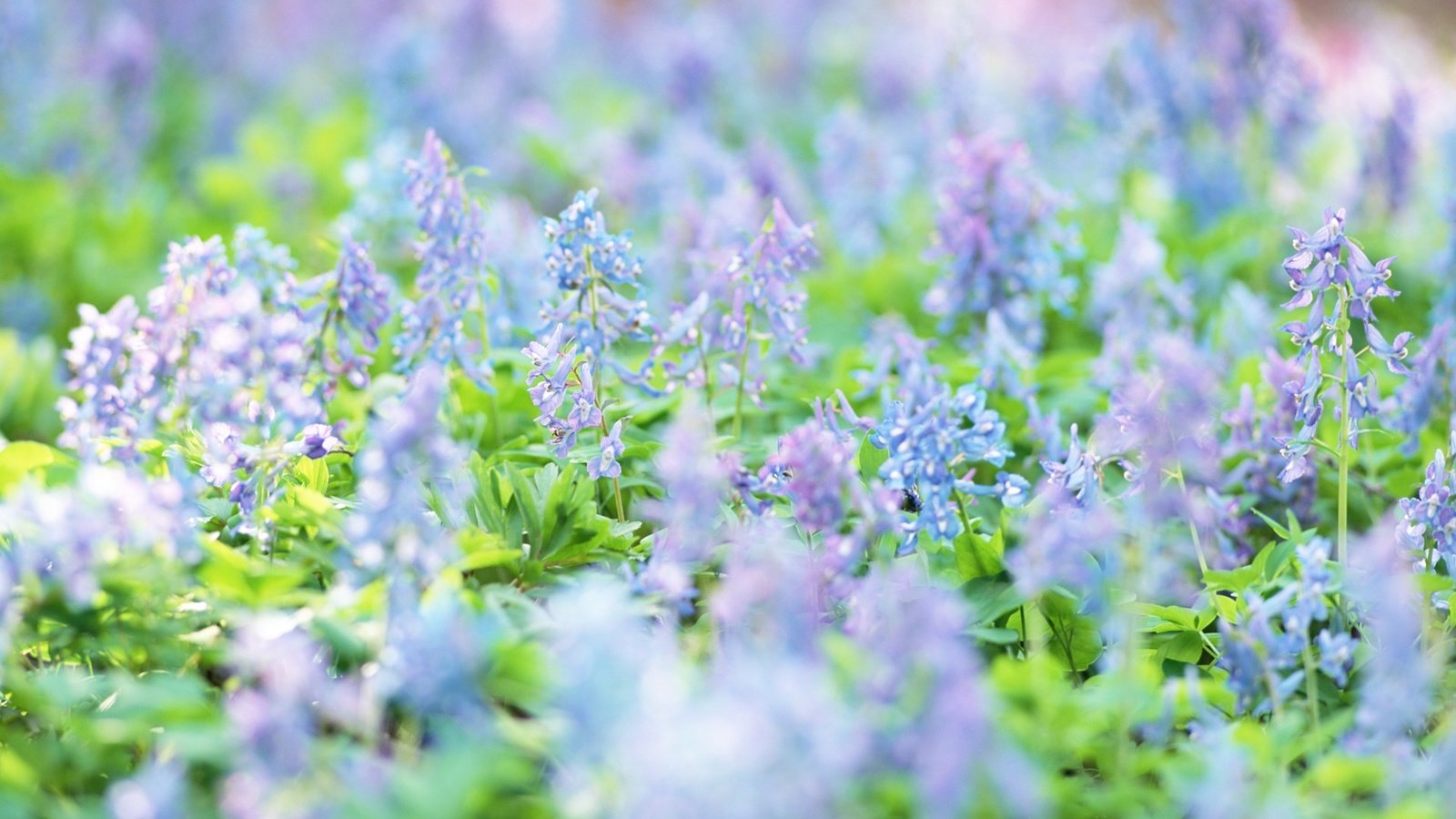 Обои цветы, луг, весна, голубые, полевые цветы, flowers, meadow, spring, blue, wildflowers разрешение 1920x1200 Загрузить