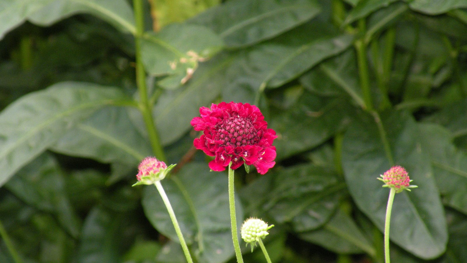 Обои цветы, листья, стебли, скабиоза, flowers, leaves, stems, scabious разрешение 1920x1200 Загрузить