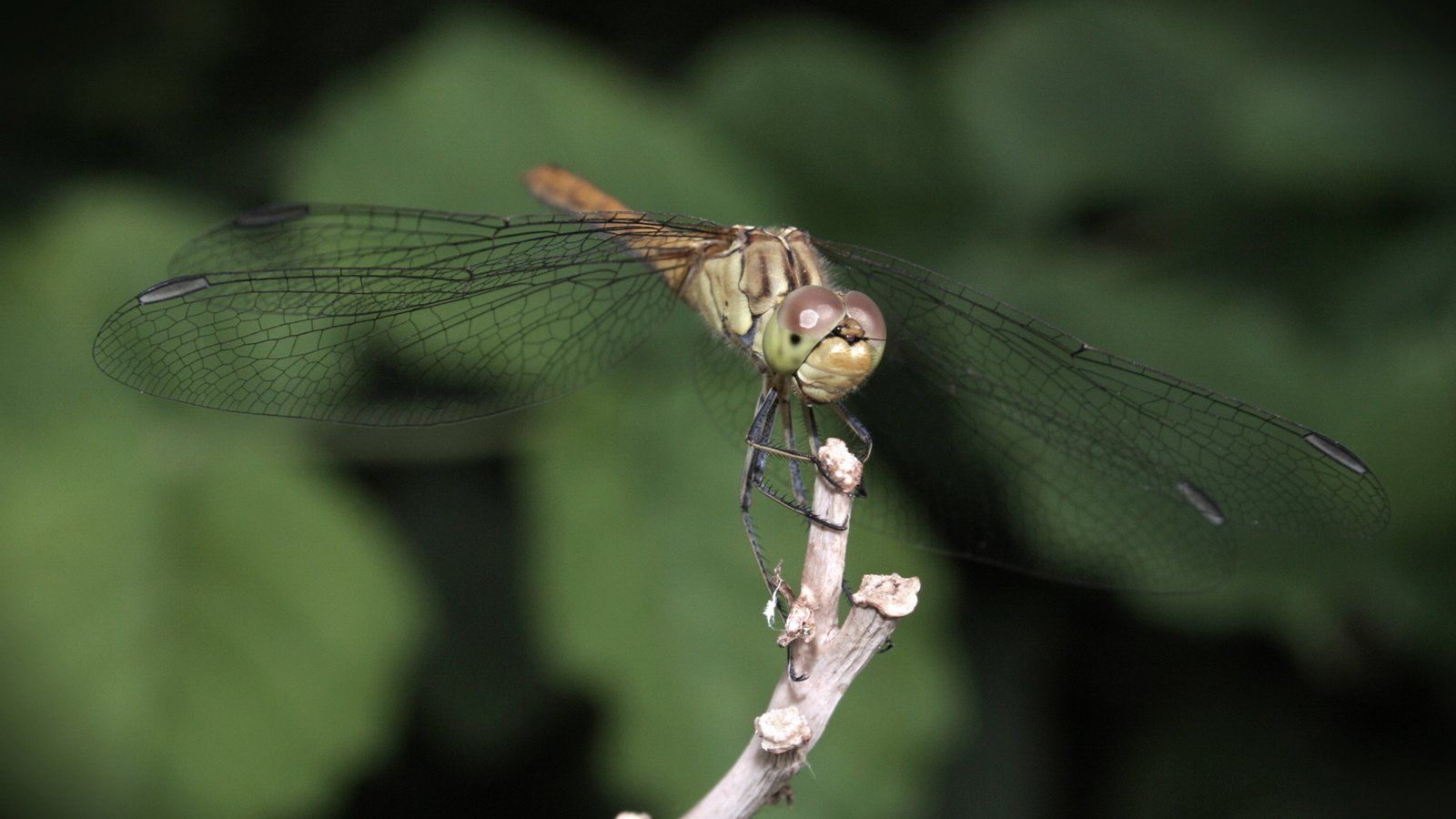 Обои стрекоза, dragonfly разрешение 1920x1200 Загрузить