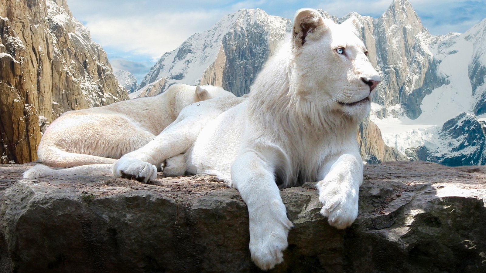 Обои скалы, белый, львы, лев, rocks, white, lions, leo разрешение 1920x1200 Загрузить