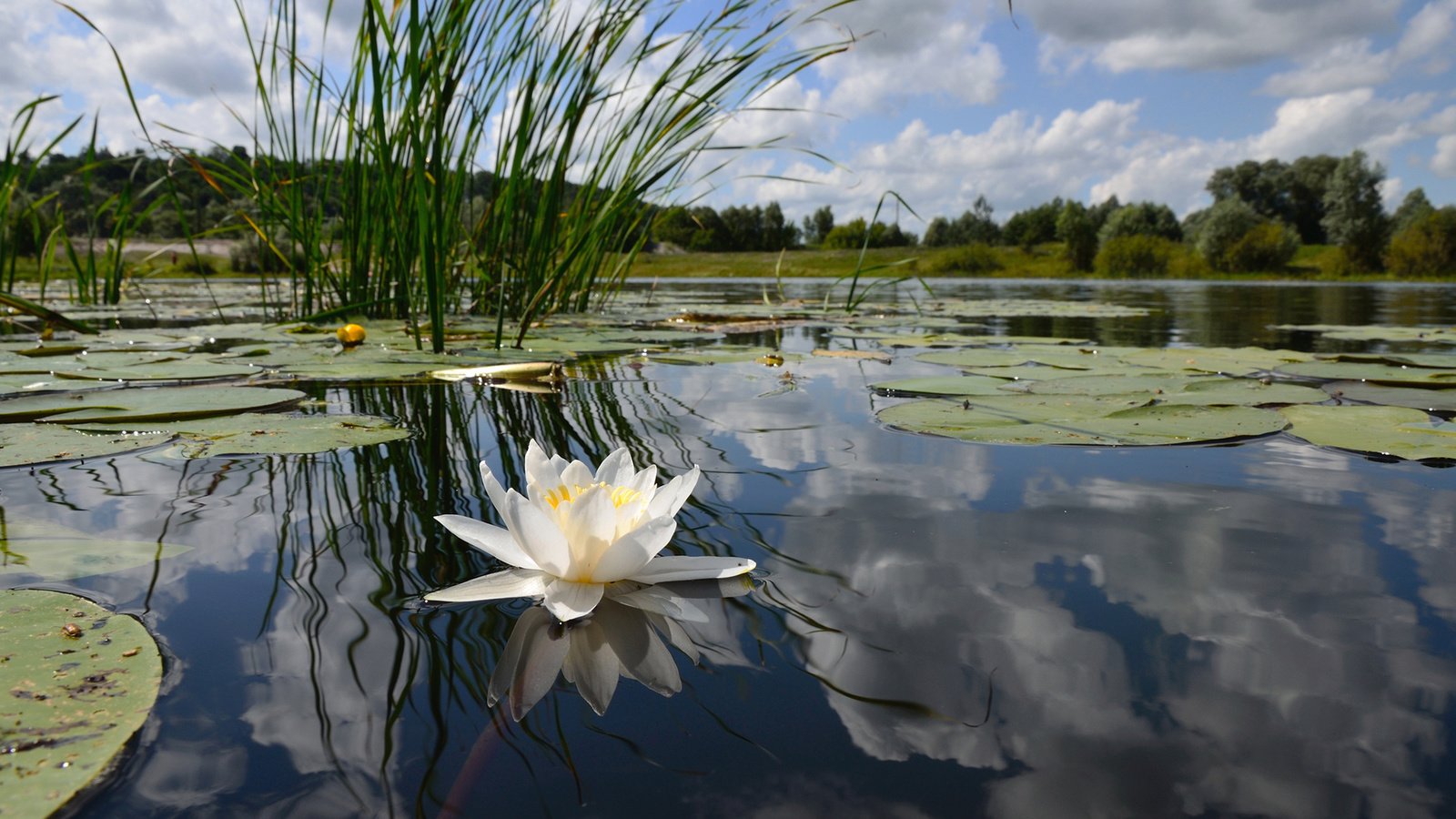 Обои небо, озеро, берег, лес, отражение, камыши, белая лилия, the sky, lake, shore, forest, reflection, the reeds, white lily разрешение 1920x1200 Загрузить