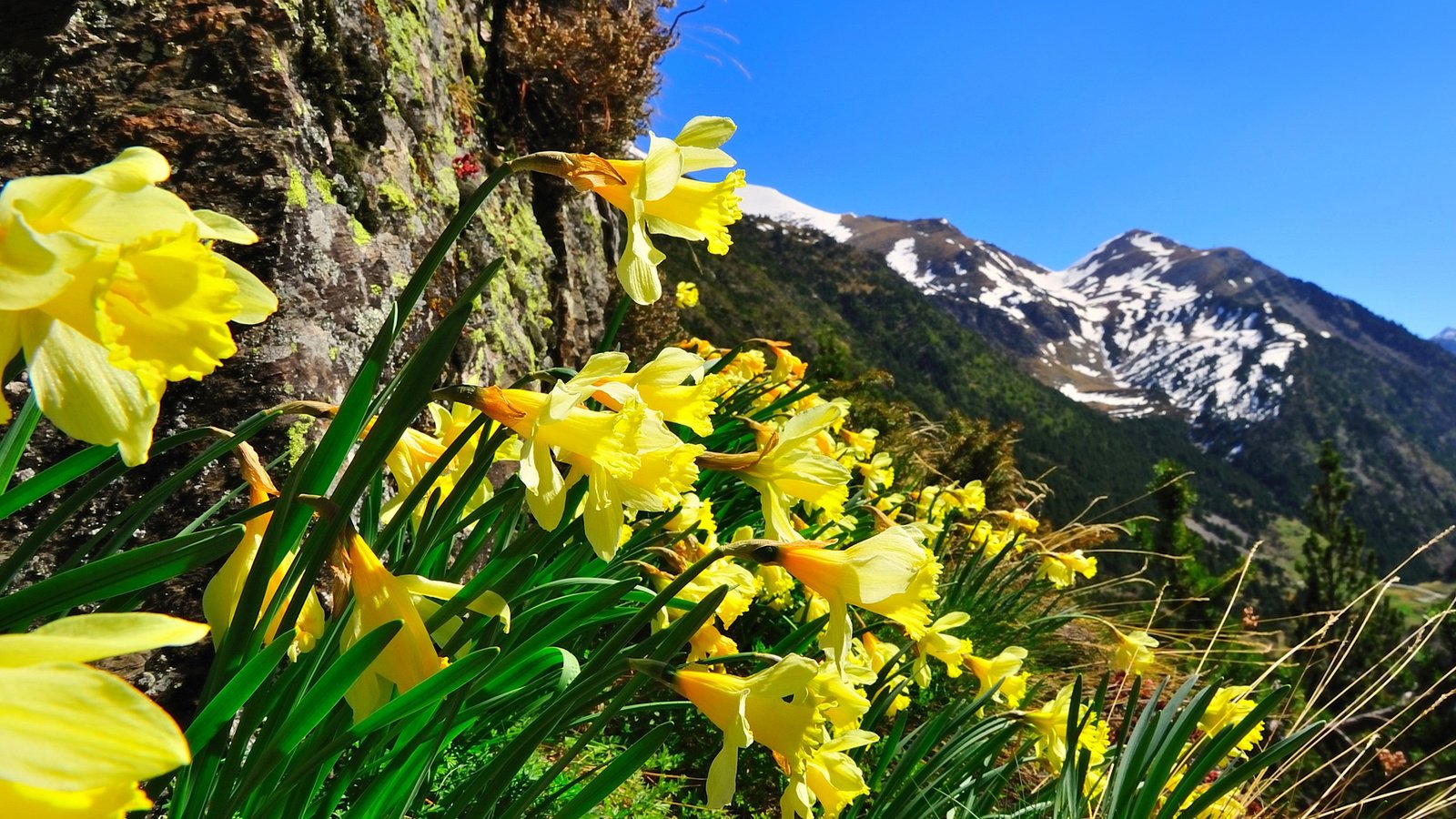 Обои небо, цветы, горы, природа, нарциссы, the sky, flowers, mountains, nature, daffodils разрешение 1920x1200 Загрузить