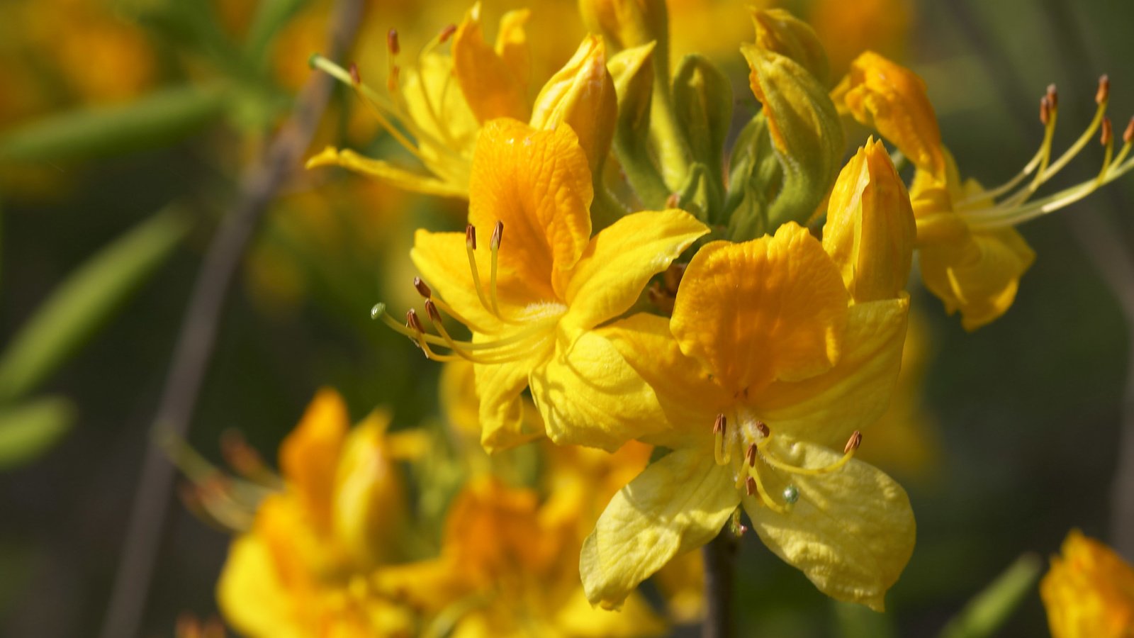 Обои цветы, желтые, рододендрон, flowers, yellow, rhododendron разрешение 2560x1600 Загрузить