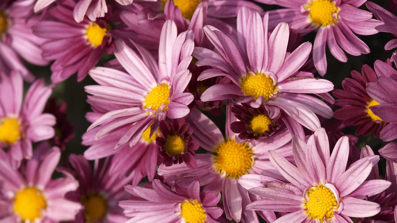 Обои цветы, лепестки, розовые, хризантемы, крупным планом, flowers, petals, pink, chrysanthemum, closeup разрешение 2560x1600 Загрузить