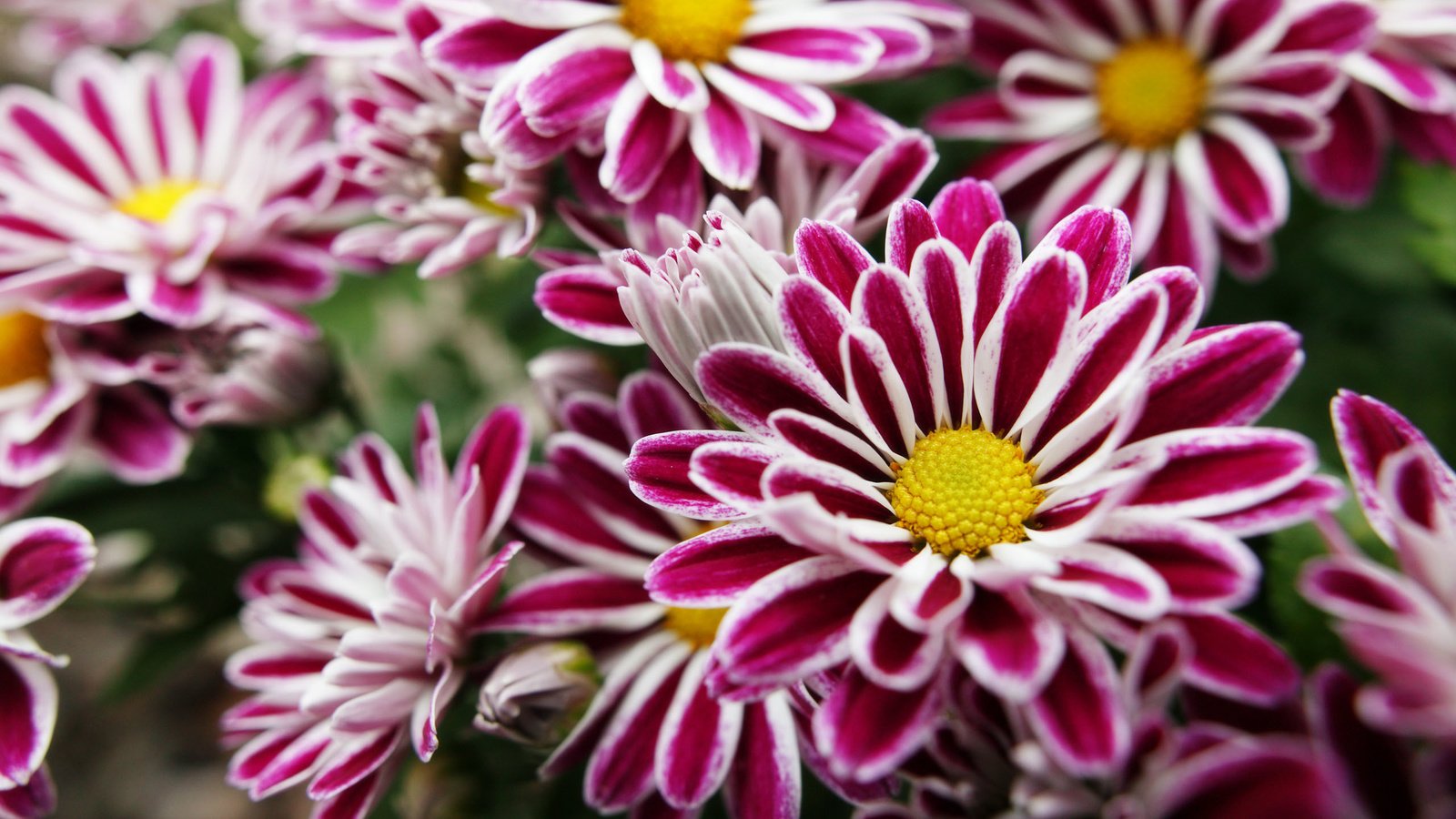 Обои цветы, лепестки, хризантемы, фиолетовые, с желтым, flowers, petals, chrysanthemum, purple, yellow разрешение 2560x1600 Загрузить