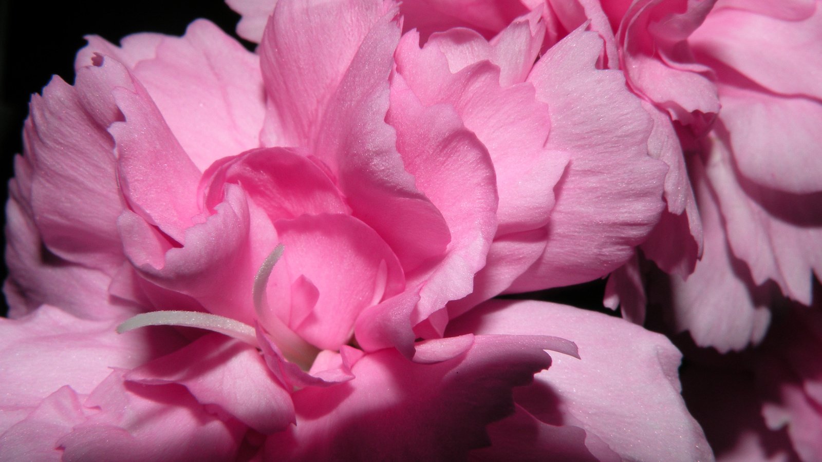 Обои цветы, лепестки, розовые, пионы, flowers, petals, pink, peonies разрешение 2560x1600 Загрузить