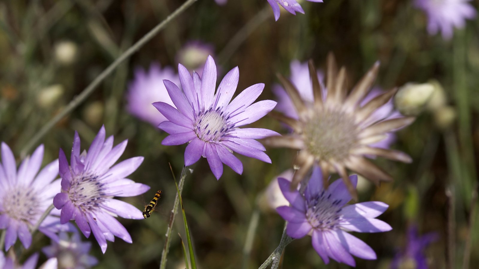 Обои цветы, полевой, сухоцвет, бессмертник, flowers, field, the dried flowers, helichrysum разрешение 2560x1600 Загрузить