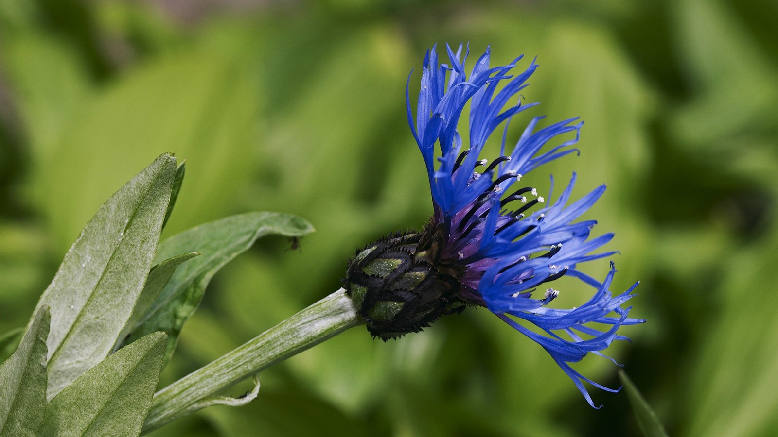 Обои цветок, лепестки, стебель, василек, flower, petals, stem, cornflower разрешение 2560x1600 Загрузить