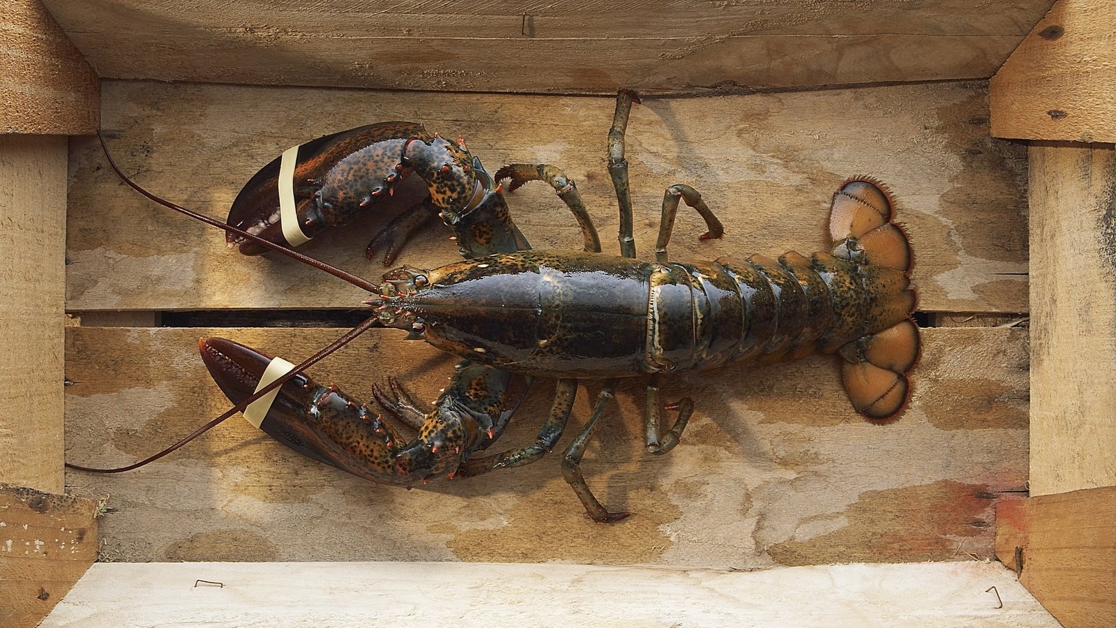 Обои морепродукты, лобстер, рак, seafood, lobster, cancer разрешение 1920x1200 Загрузить