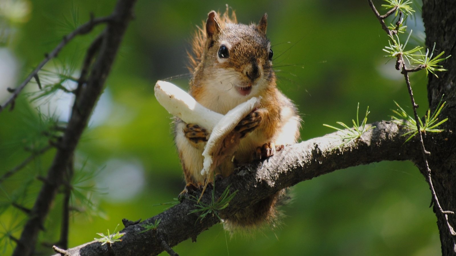 Обои ветка, дерево, еда, гриб, белка, белочка, branch, tree, food, mushroom, protein, squirrel разрешение 2560x1600 Загрузить