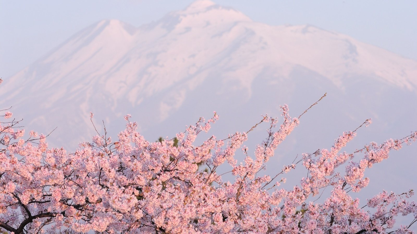 Обои горы, розовое, цветущая сакура, mountains, pink, cherry blossoms разрешение 2560x1600 Загрузить