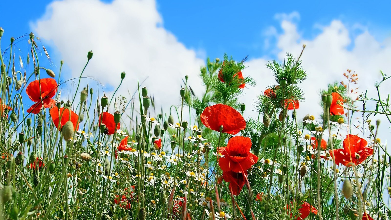 Обои небо, цветы, облака, маки, ромашка, ромашки, the sky, flowers, clouds, maki, daisy, chamomile разрешение 1920x1200 Загрузить