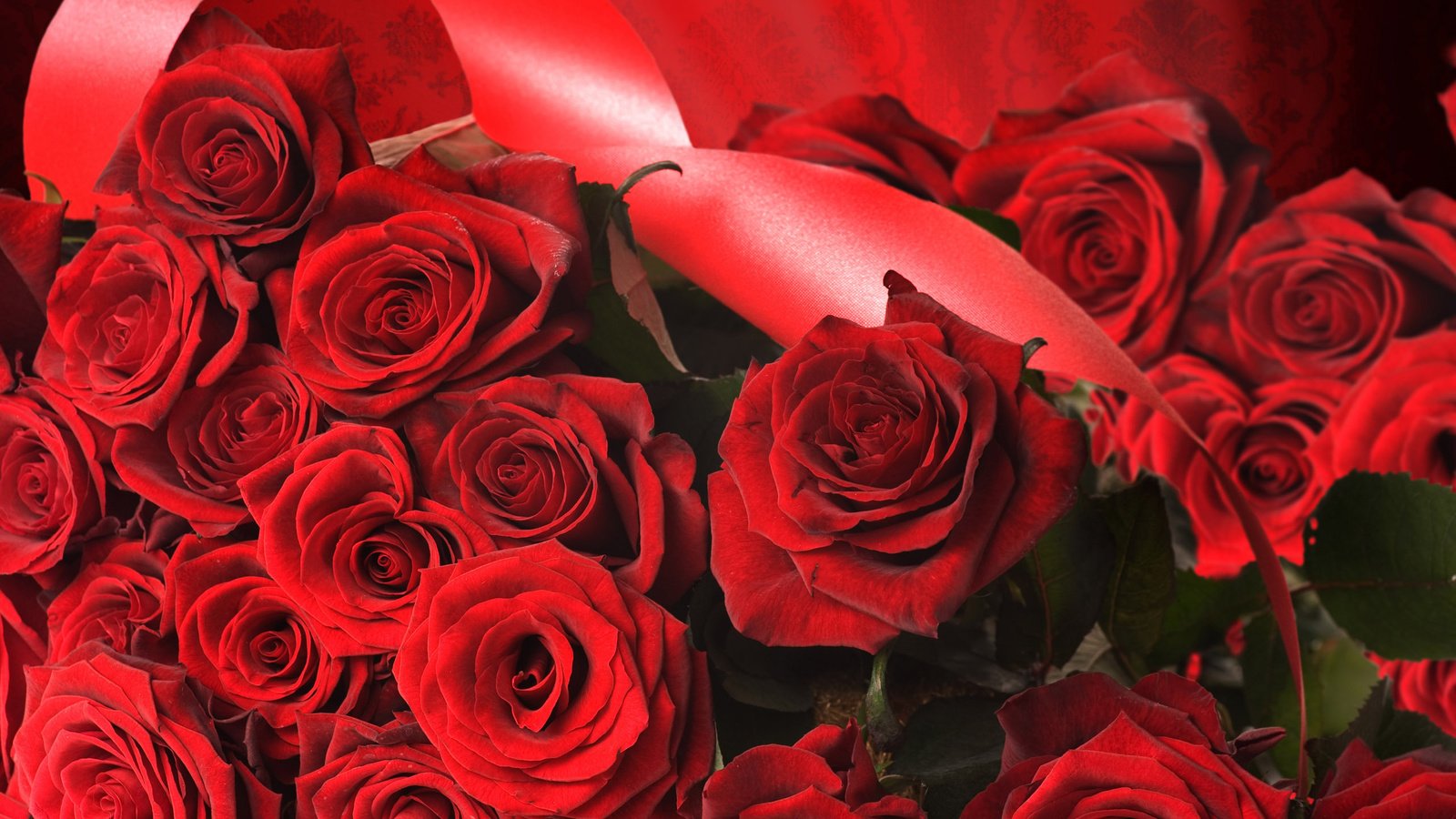 Обои розы, роза, красный, лента, roses, rose, red, tape разрешение 2560x1600 Загрузить