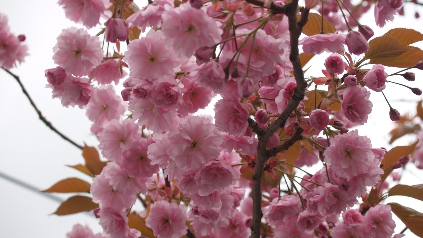 Обои небо, сакура, цветы, нежность, дерево, макро, ветви, лепестки, весна, розовые, the sky, sakura, flowers, tenderness, tree, macro, branch, petals, spring, pink разрешение 3264x2448 Загрузить