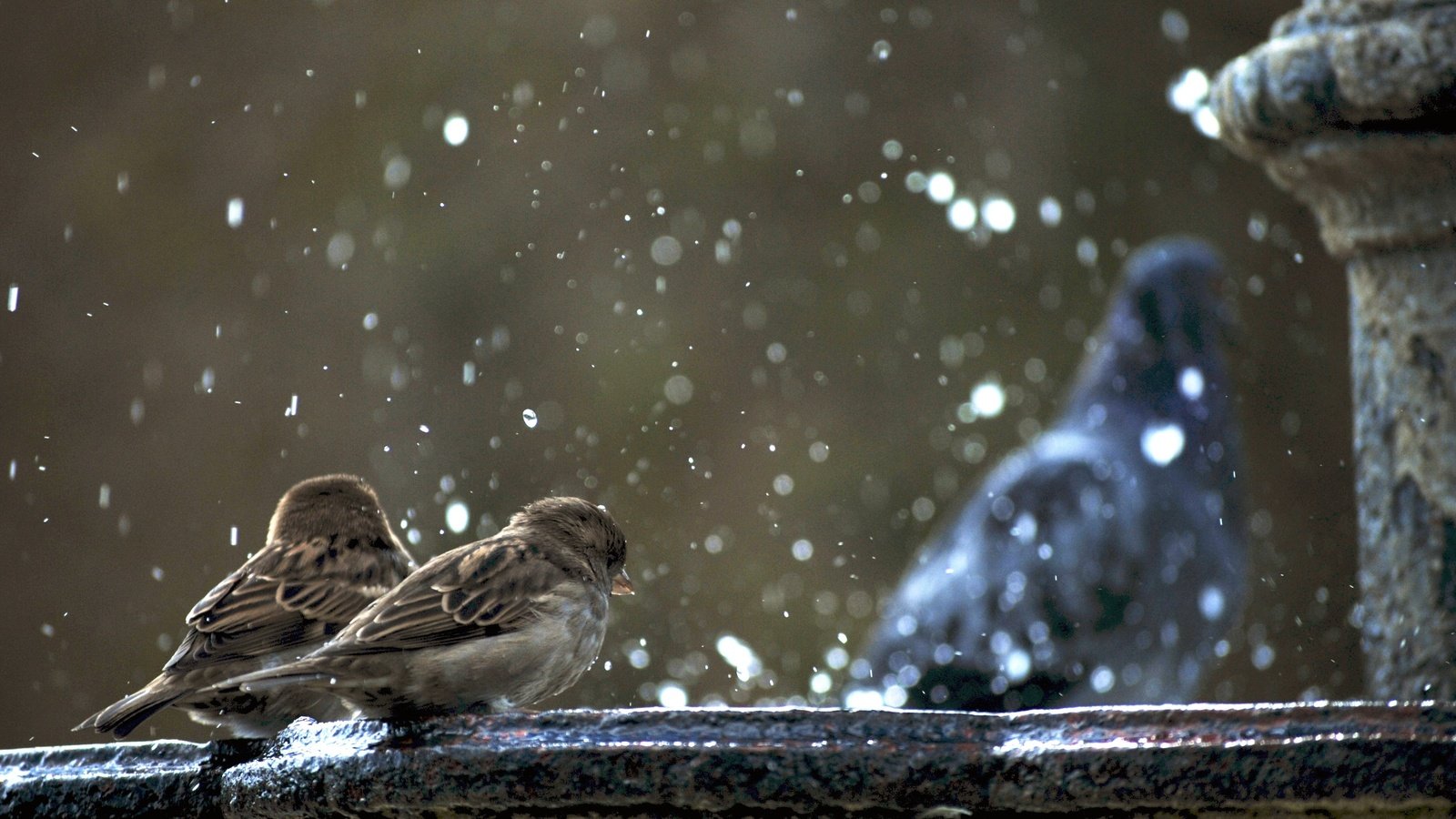 Обои фонтан, птицы, воробей, голубь, воробьи, гуля не в фокусе, fountain, birds, sparrow, dove, sparrows, ghoul is not in focus разрешение 3872x2592 Загрузить