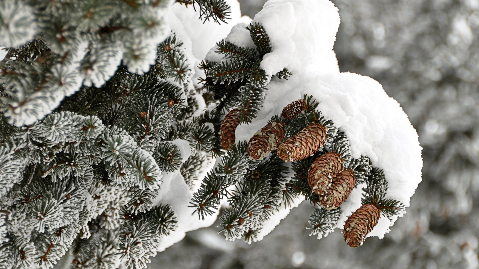 Обои ветка, снег, дерево, зима, иней, ель, шишки, branch, snow, tree, winter, frost, spruce, bumps разрешение 1920x1200 Загрузить