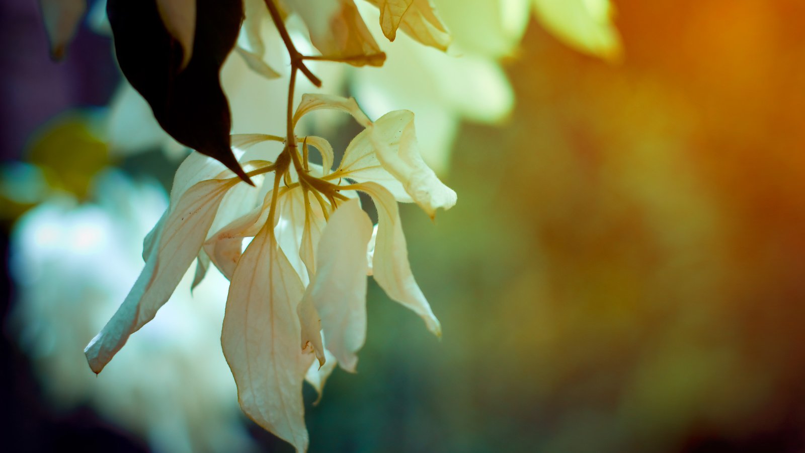 Обои цветы, ветка, листья, макро, лепестки, весна, flowers, branch, leaves, macro, petals, spring разрешение 2560x1600 Загрузить