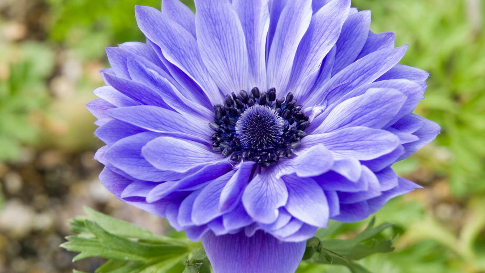 Обои синий, цветок, лепестки, анемона, blue, flower, petals, anemone разрешение 2560x1920 Загрузить