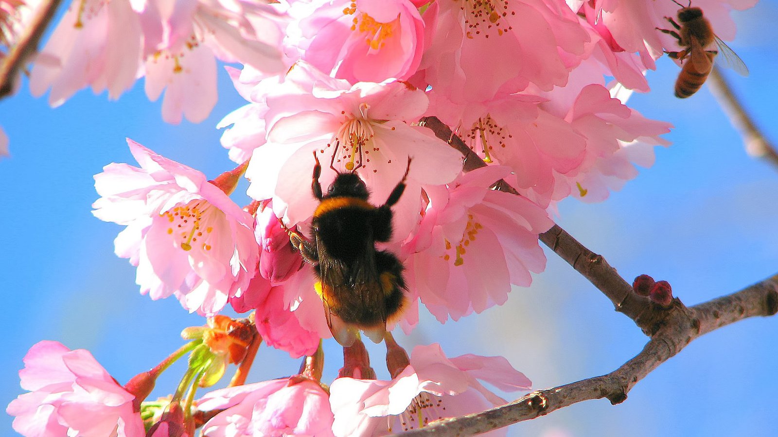 Обои цветение, весна, яблоня, шмель, flowering, spring, apple, bumblebee разрешение 1920x1200 Загрузить