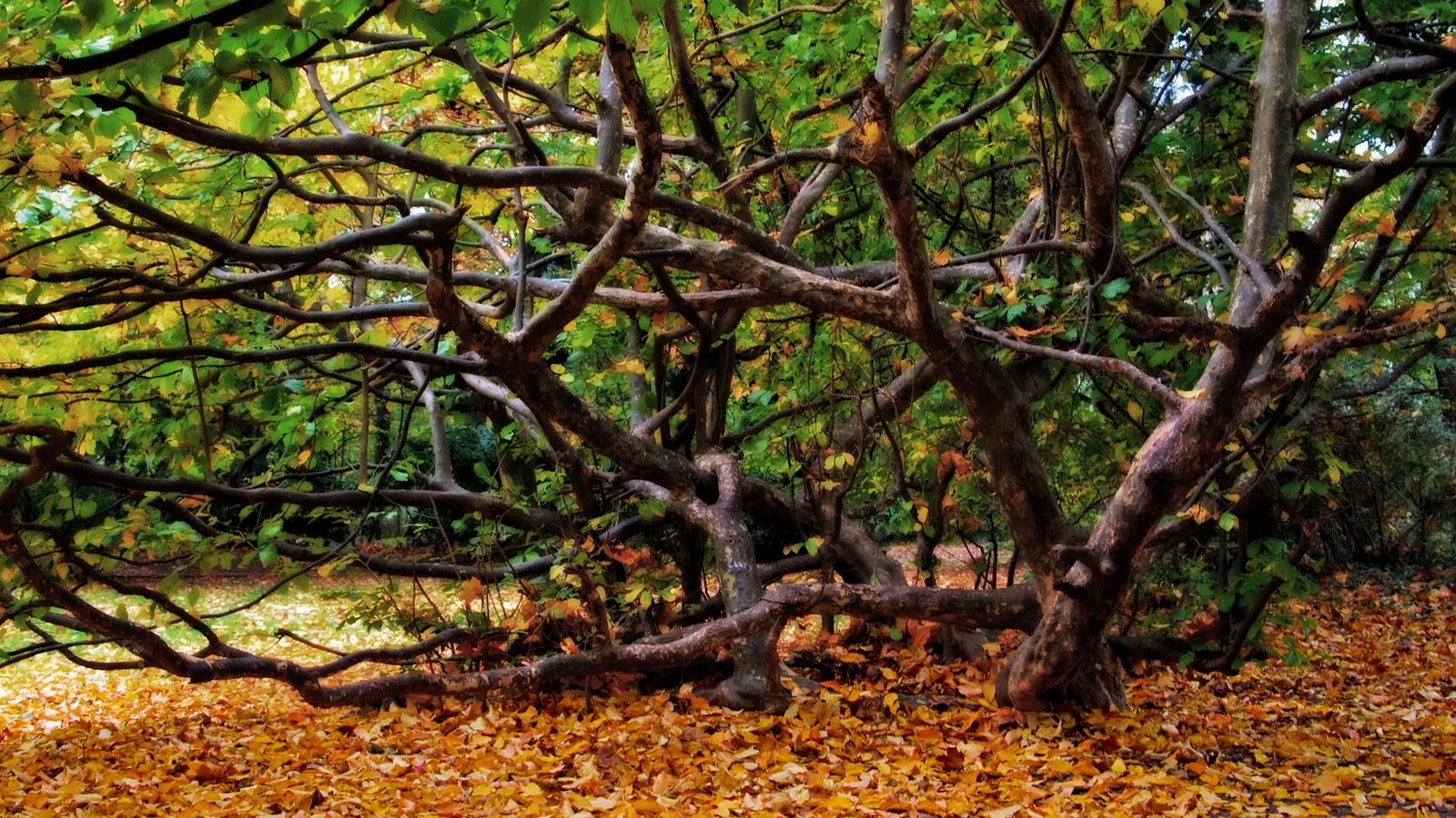 Обои деревья, природа, дерево, листья, пейзаж, осень, trees, nature, tree, leaves, landscape, autumn разрешение 1920x1080 Загрузить