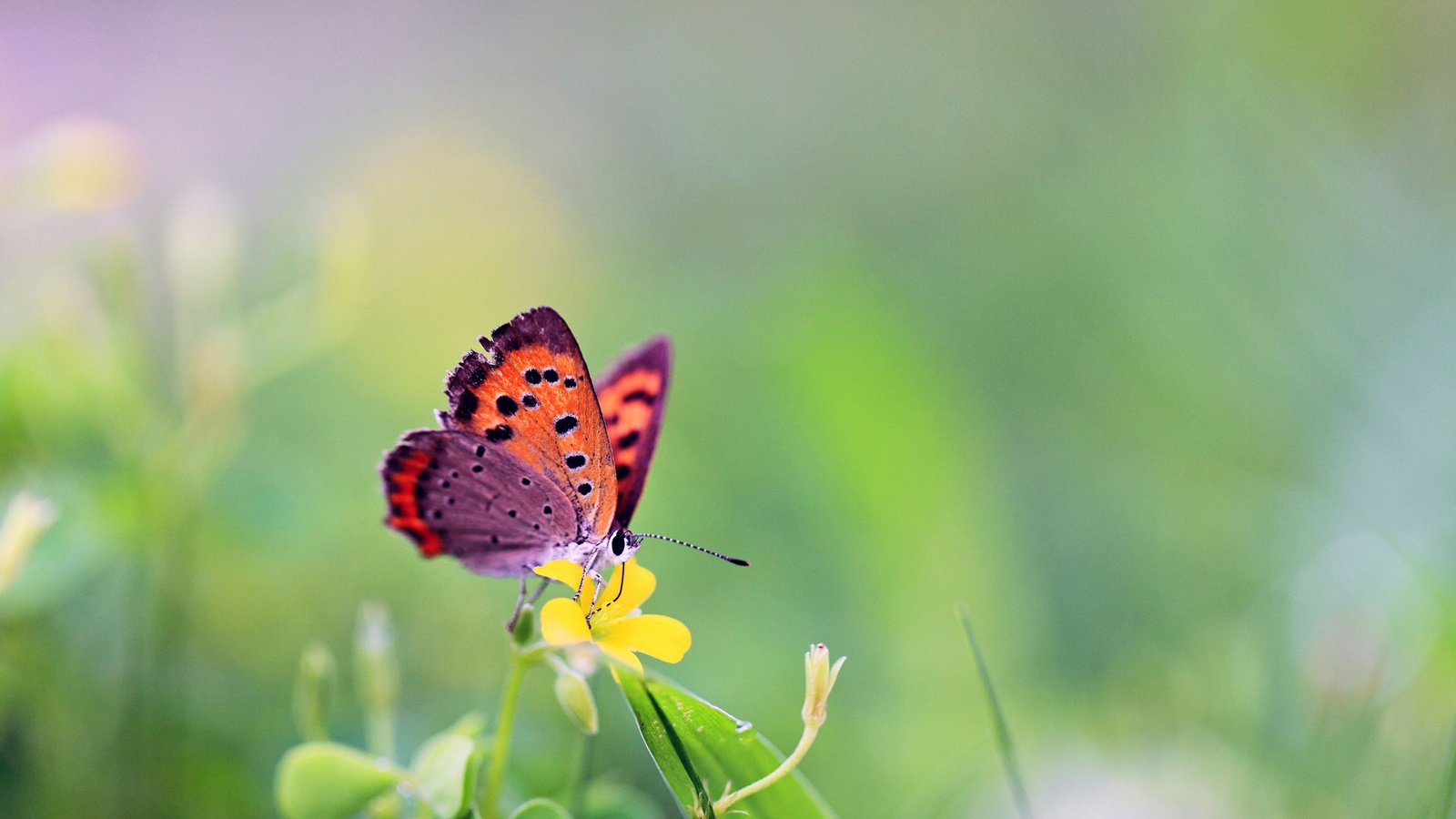 Обои бабочка, butterfly разрешение 1920x1200 Загрузить