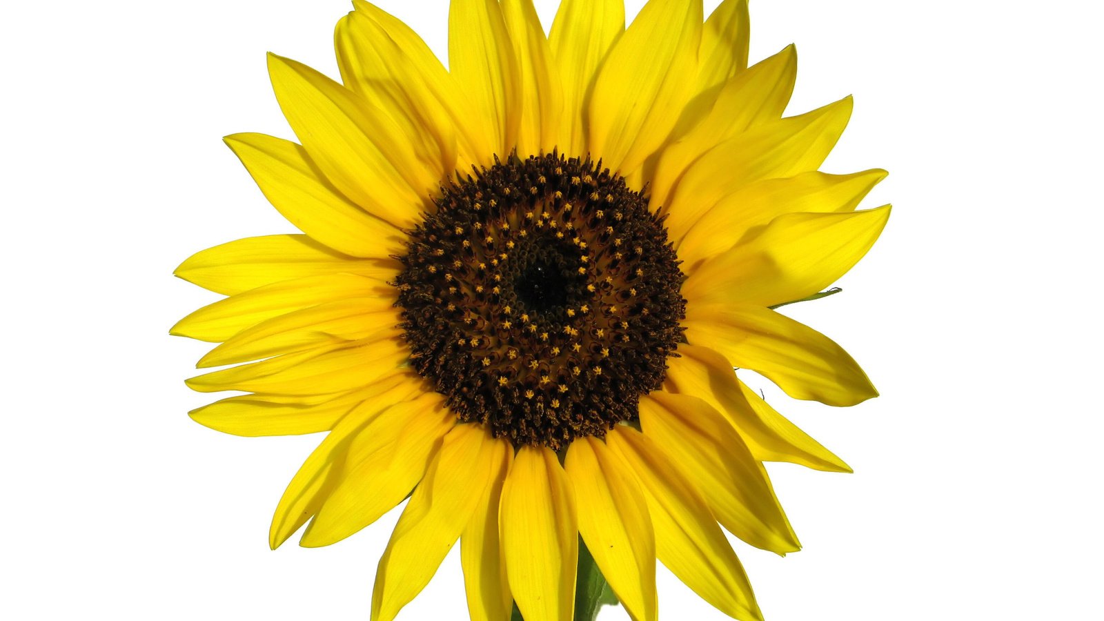 Обои фон, цветок, лепестки, подсолнух, желтые, background, flower, petals, sunflower, yellow разрешение 2560x1920 Загрузить