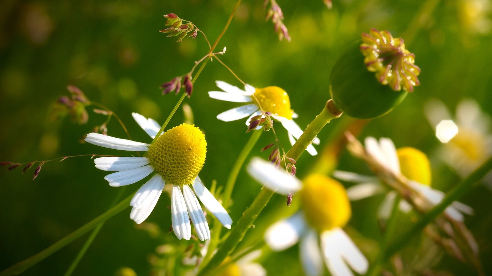 Обои цветы, природа, макро, лепестки, ромашки, стебли, flowers, nature, macro, petals, chamomile, stems разрешение 2560x1600 Загрузить