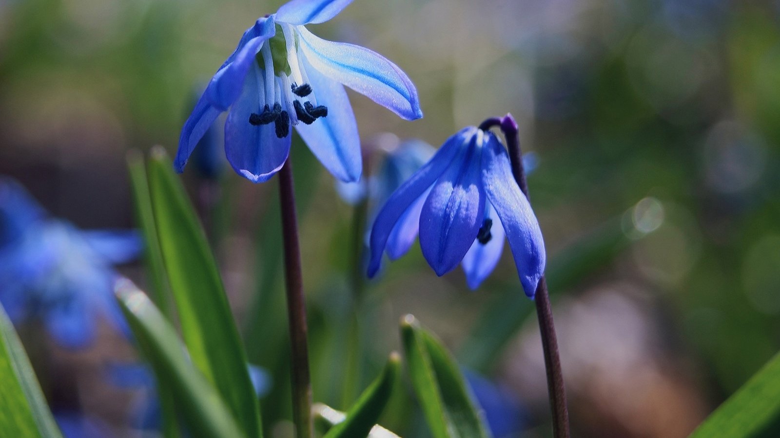 Обои цветы, трава, природа, макро, весна, синие, пролеска, flowers, grass, nature, macro, spring, blue, scilla разрешение 1920x1200 Загрузить